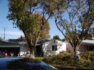tree job 024