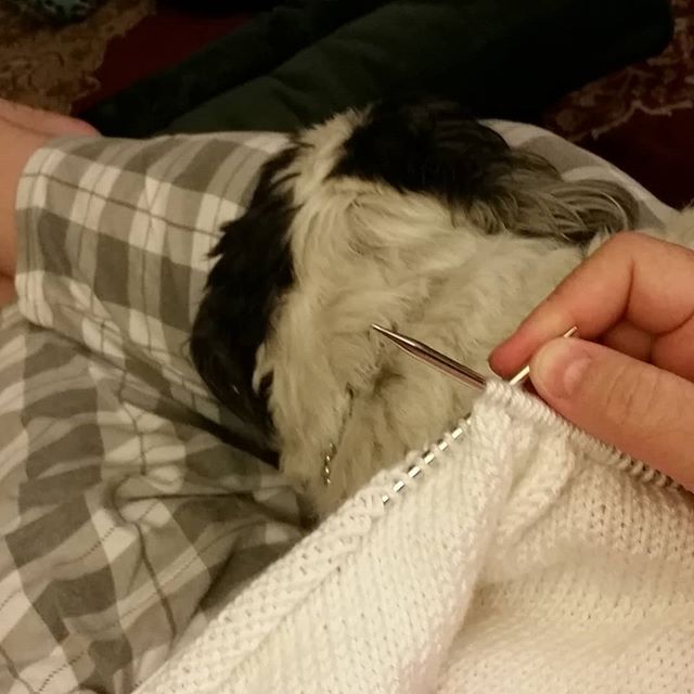 Crowded lap today. #knitting #dogsofinstagram