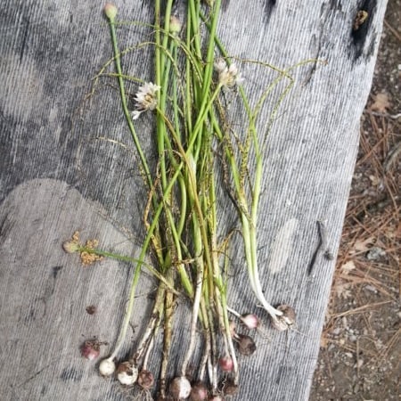 Onions from the meadow in front of our cabin. Just learned it's gone in the Mendocino Complex fire. :-(
