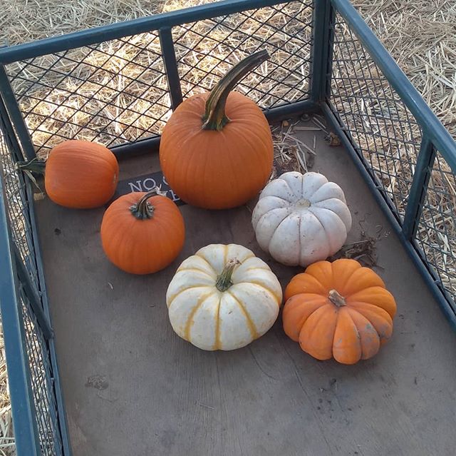 Pumpkins!!